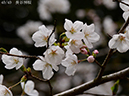 02-40長谷房桜20250403-0992