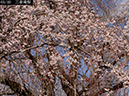 02-05三春滝桜20250403-0212