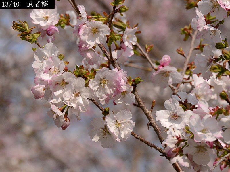 02-13武者桜20250407-0037