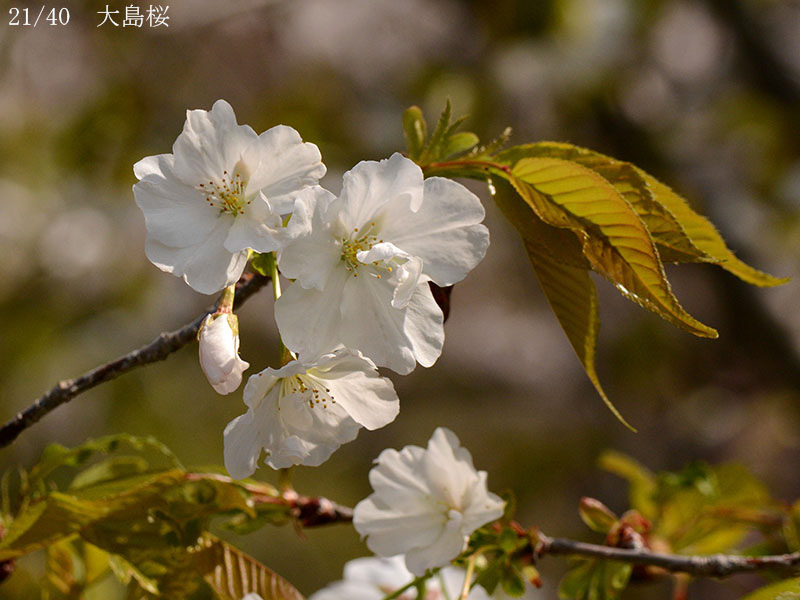 02-21大島桜20250407-0253