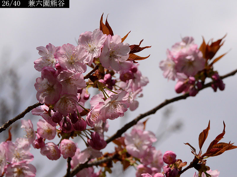 02-26兼六園熊谷20250407-0468