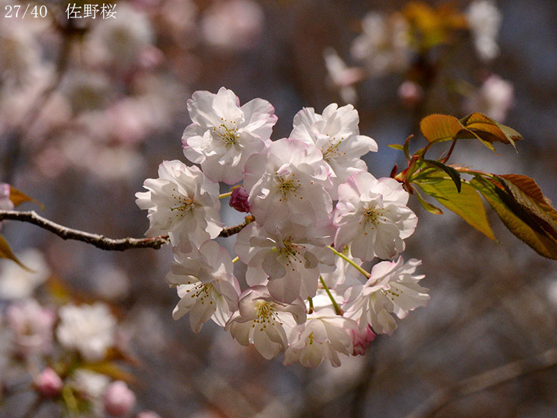 02-27佐野桜20250407-0486