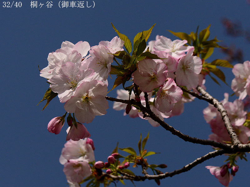 02-32桐ヶ谷20250407-0600