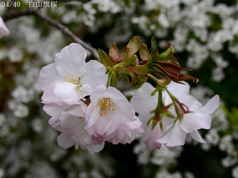 02-34白山旗桜20250407-0623