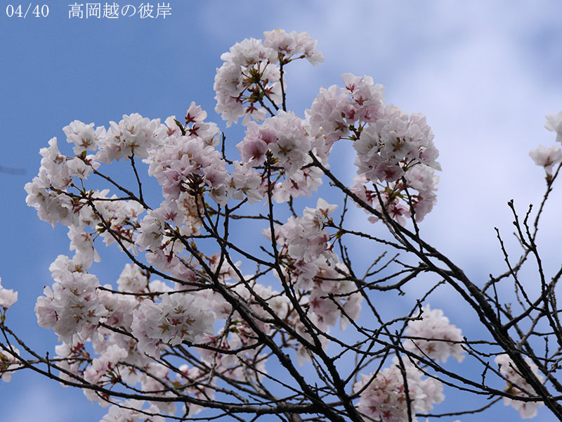 02-04高岡越の彼岸20250403-1114