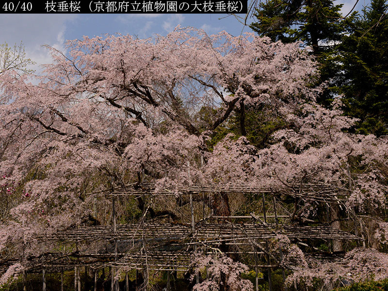 02-40枝垂桜20250407-0722