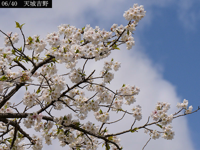 02-06天城吉野20250403-1143