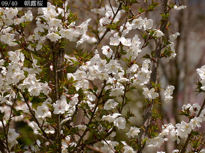 02-09朝露桜20250403-1176