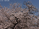 02-12染井吉野20250407-0001