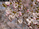 02-13武者桜20250407-0037