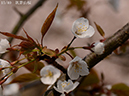 02-15筑紫山桜20250407-0087