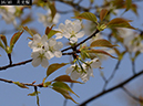 02-16月光桜20250407-0099
