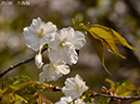 02-21大島桜20250407-0253