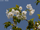 02-22伊豆桜20250407-0419