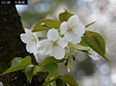 02-24大島桜20250407-0440