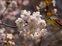 02-27佐野桜20250407-0486