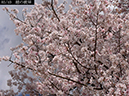 02-03越の彼岸20250403-1059