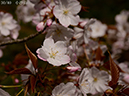 02-30小汐山20250407-0550