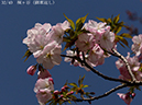 02-32桐ヶ谷20250407-0600