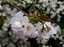 02-34白山旗桜20250407-0623