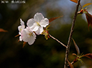 02-36煙山紅山桜20250407-0660