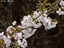 02-38鞍馬桜20250407-0703