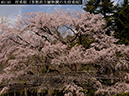 02-40枝垂桜20250407-0722