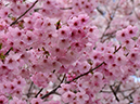 02-05陽光20250403-1091