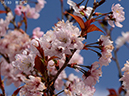 02-08彬姫桜20250403-1162