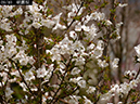 02-09朝露桜20250403-1176