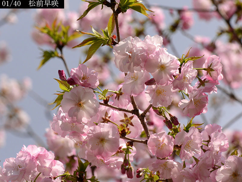 02-01松前早咲20250407-0756