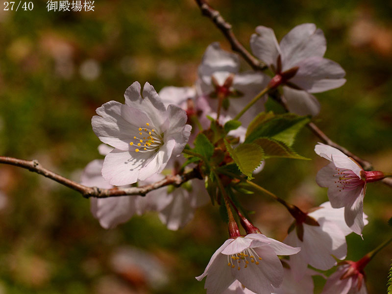 02-27御殿場桜20250414-0732