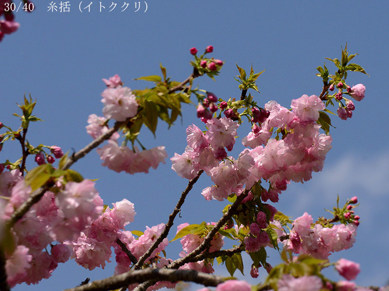 02-30糸括20250414-0765