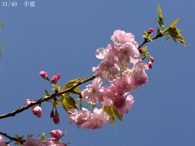 02-31手毬20250414-0789