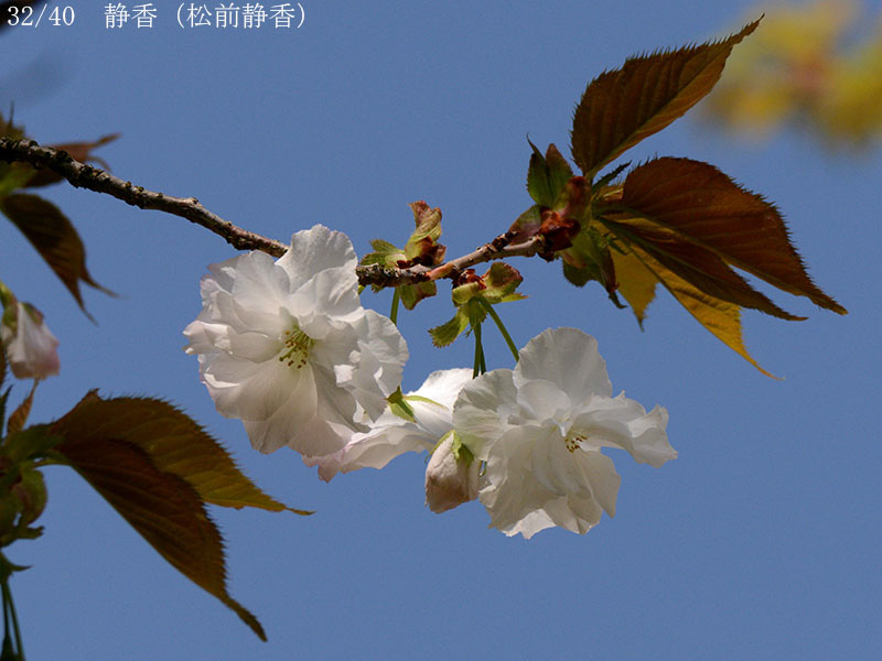 02-32静香（松前静香）20250414-0797