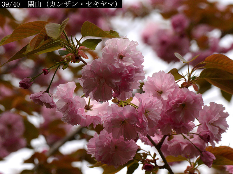 02-39関山20250418-0734