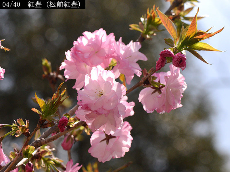 02-04紅豊（松前紅豊）20250407-0793