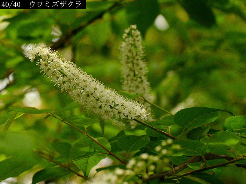 02-40上溝桜20250418-0529