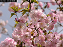 02-01松前早咲20250407-0756
