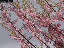 02-12思川20250414-0195