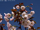 02-16嵐山20250414-0336