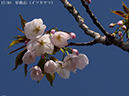 02-17早晩山20250414-0369