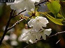 02-22永源寺20250414-0525