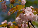 02-25大原渚桜20250414-0653