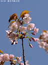 02-26祇王寺祇女桜20250414-0663