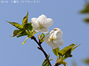 02-03八瀬匂20250407-0779