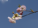 02-34九重曙20250414-0818