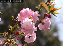 02-04紅豊（松前紅豊）20250407-0793