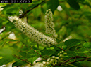 02-40上溝桜20250418-0529