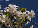 02-05高桑星桜20250414-0018